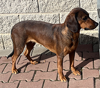 Tatransk� honi� AIDA Lot dog
